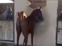 Big horse dick destroys teen pussy